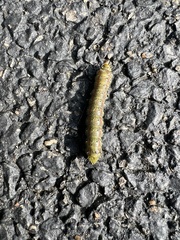 Saturniidae