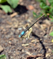Argia apicalis