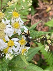 Ectemnius