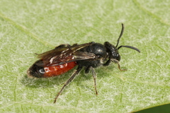 Sphecodes