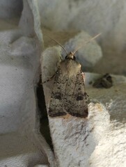 Agrotis trux
