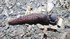 Limax