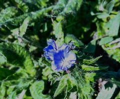 Glandora prostrata