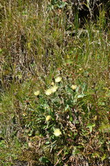 Schlagintweitia intybacea