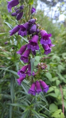 Penstemon gentianoides