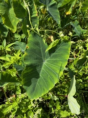 Colocasia
