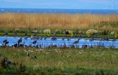 Limosa limosa