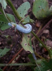 Monostegia abdominalis