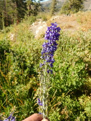 Delphinium glaucum