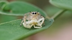 Thyene imperialis