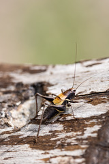 Pholidoptera aptera