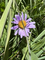 Erigeron glacialis
