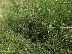 Symphyotrichum subulatum squamatum