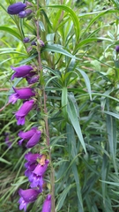 Penstemon gentianoides