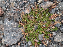 Veronica telephiifolia
