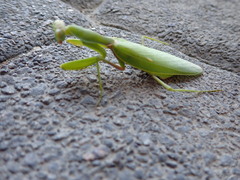 Hierodula transcaucasica