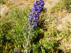 Delphinium glaucum