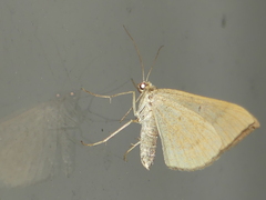 Scotopteryx chenopodiata