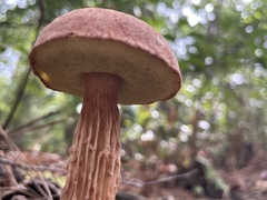 Aureoboletus russellii