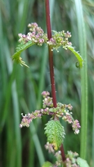 Urtica urens