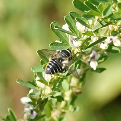 Megachile mendica