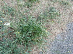 Diplotaxis tenuifolia