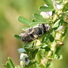Megachile mendica