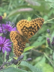 Boloria bellona