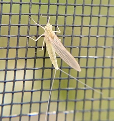 Callibaetis