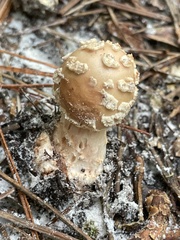 Amanita