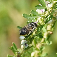 Megachile mendica