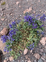 Delphinium caucasicum