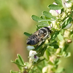 Megachile mendica