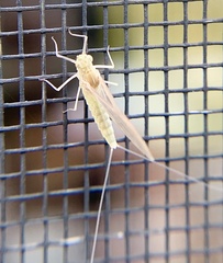 Callibaetis