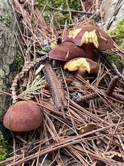 Tricholomopsis