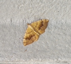 Camptogramma bilineata