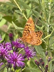 Boloria bellona