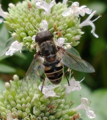 Eristalis dimidiata