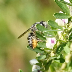Megachile mendica