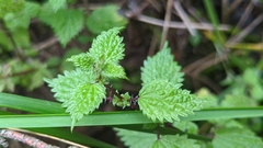 Urtica urens