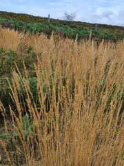 Agrostis