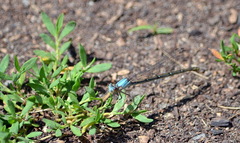 Argia apicalis