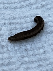 Spodoptera ornithogalli