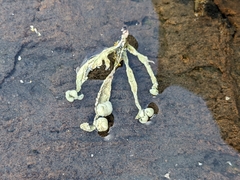 Ulvaceae