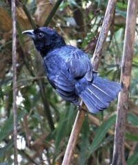 Tachyphonus coronatus