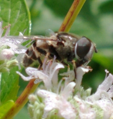 Eristalis dimidiata