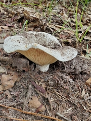Russula brevipes