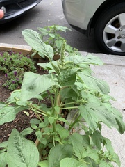 Amaranthus retroflexus