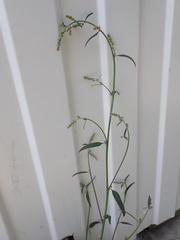 Atriplex oblongifolia