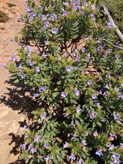 Lobostemon fruticosus